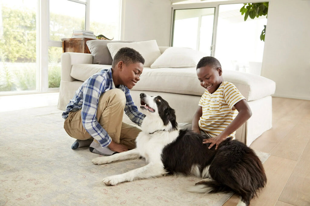 & HVAC Filtrete Home Premium Smart Filter, 2200 1 Pollutants 1 x Filter and MPR, inch Air Allergen x Furnace 20 25
